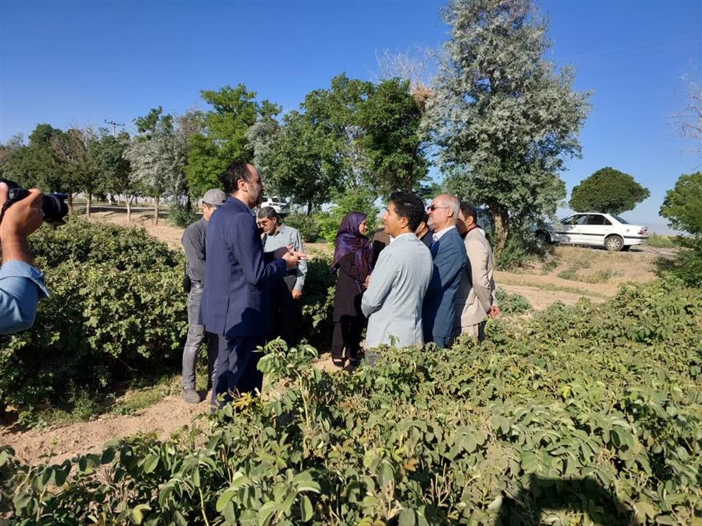 بازدید معاون سازمان تات؛ از توسعه كشت گل‌محمدی تا توانمندسازی زنان روستایی